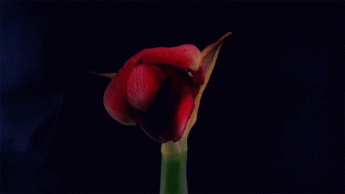Blossoming Flower Silent Rival GIF - Blossoming Flower Silent Rival Whole Lotta Love Song GIFs