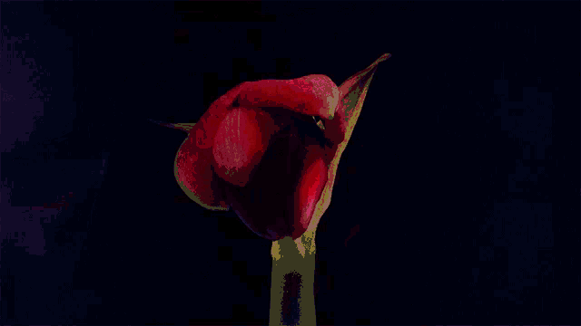 a close up of a red flower against a dark background