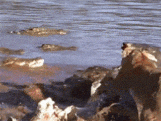 a group of animals are swimming in a body of water .