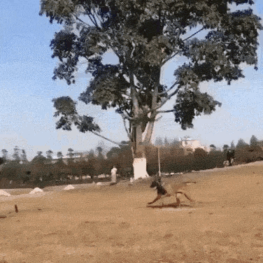 Funny Animals Dogs GIF - Funny Animals Dogs Fly GIFs