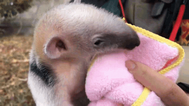 a baby anteater is being held in a pink towel