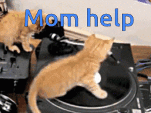 Mom Help Cats GIF - Mom Help Cats Dj GIFs