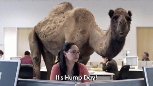 Geico Commercial It'S Hump Day GIF - Camel Hump Day Camel Hump GIFs