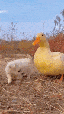 a small white dog and a large yellow duck are standing next to each other in the grass .