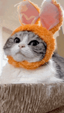 a cat wearing bunny ears and a hat