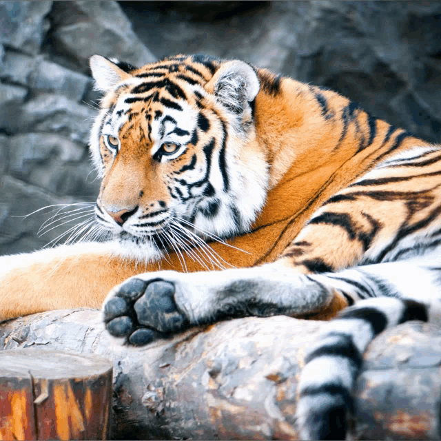 a tiger is laying down on a log and looking at the camera