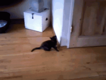 a black cat is crawling on a wooden floor next to a door