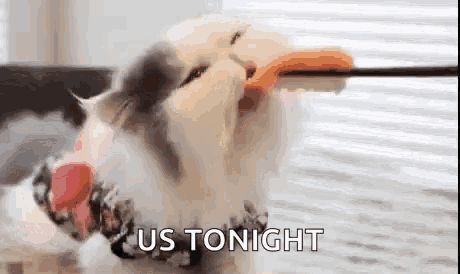 a cat is playing with a toy and the words `` us tonight '' are behind it .