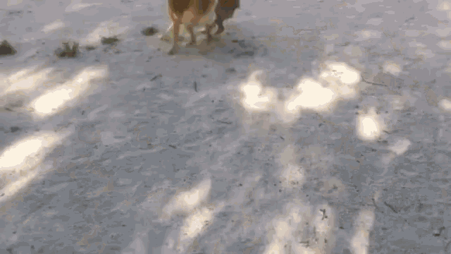 Dogs Fight GIF - Dogs Fight Angry GIFs