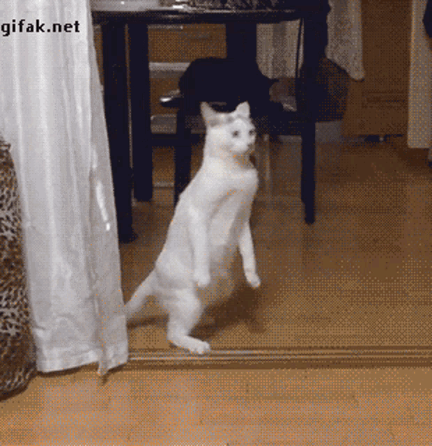 Catwalk Curious Cat GIF - Catwalk Curious Cat Cat Steps GIFs