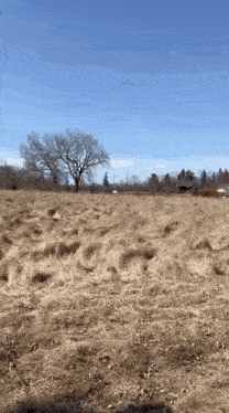 a field of dry grass with a tree in the distance