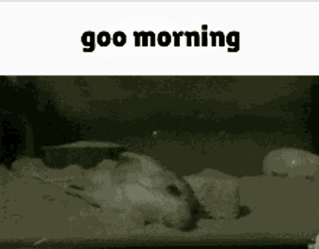 a hamster is sleeping in a cage with the words goo morning above it
