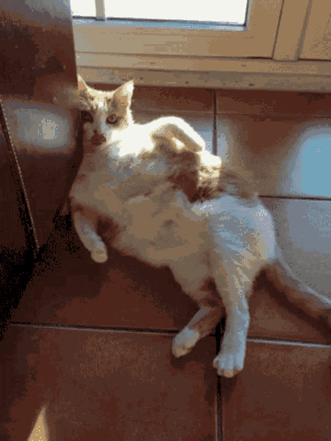 a brown and white cat laying on a tiled floor next to a window