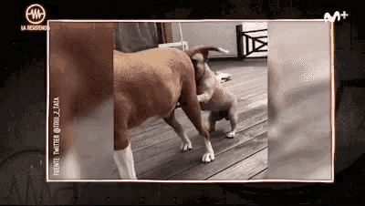 La Resistencia Dog Vomit GIF - La Resistencia Dog Vomit Perros GIFs