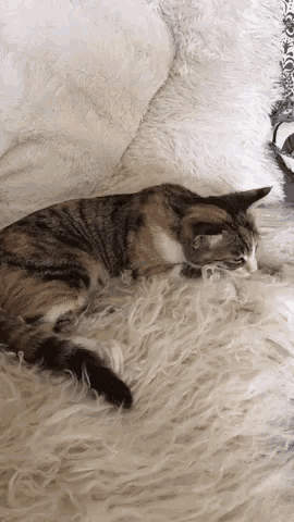 a calico cat is laying on a white furry blanket
