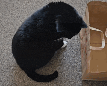 a black cat sitting next to a brown bag that says ' abercrombie & fitch '