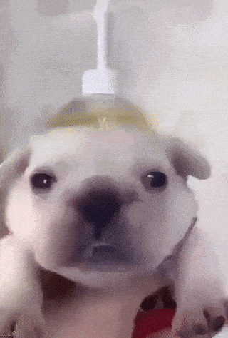 a close up of a dog 's face with a bottle on its head