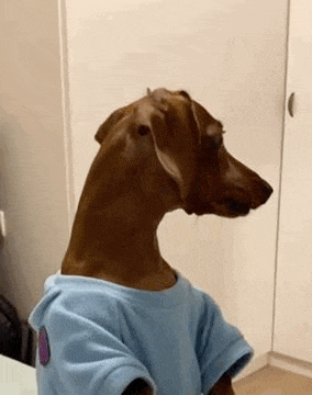 a brown dachshund wearing a blue shirt is sitting on a table .