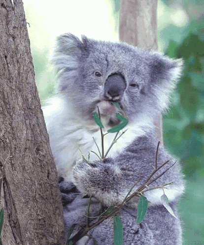 a koala bear eating leaves from a tree trunk