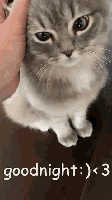 a person petting a cat with the words goodnight written below