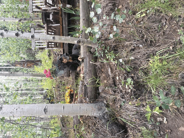 a dog is laying on a log in a forest