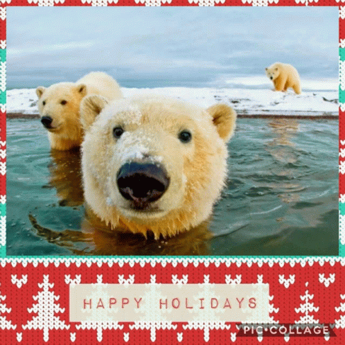 Holiday Bears GIF - Holiday Bears GIFs