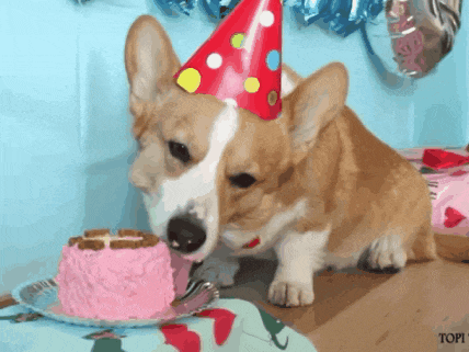 a dog wearing a party hat is eating a cake
