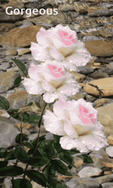 the word gorgeous is on a picture of roses