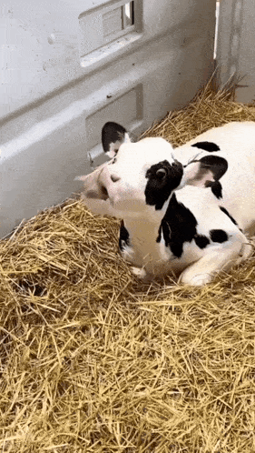 Cow Eating GIF - Cow Eating Cute GIFs