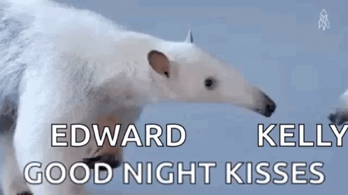 Funny Animals Kiss GIF - Funny Animals Kiss Aardvark GIFs