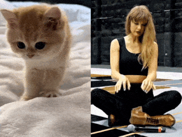 a picture of a kitten next to a picture of taylor swift