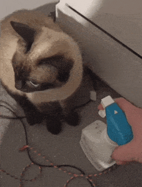 a person spraying a cat with a blue sprayer