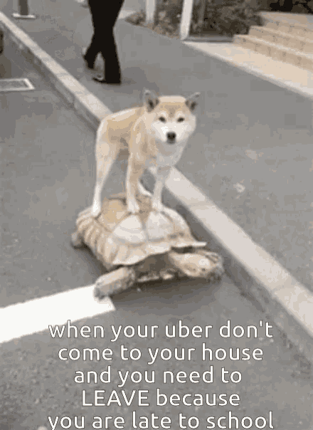 a dog is riding on top of a turtle on a street