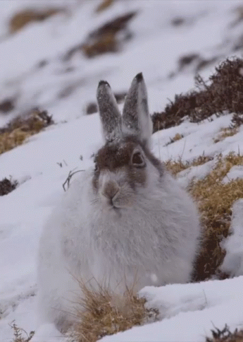 Bunny GIF - Snow Snowing Winter GIFs
