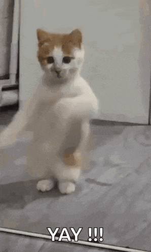 a cat is dancing in front of a mirror and saying yay !!!