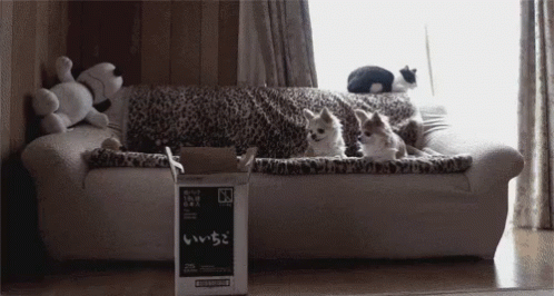 Cats Jump GIF - Cats Jump Box GIFs