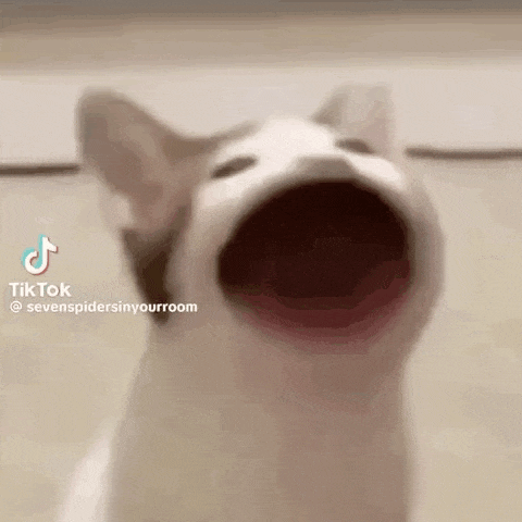 a close up of a cat 's face with its mouth wide open .