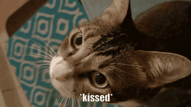 a close up of a cat with the words " kissed " on the bottom