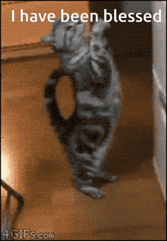 a picture of a cat with the words i have been blessed on it