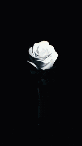a bunch of white petals are floating in the air on a black background