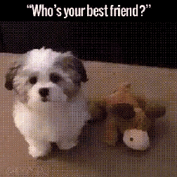 Friends Dog GIF - Friends Dog Whos Your Best Friend GIFs