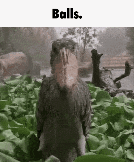 a bird with a large beak is standing in a field of leaves with the words balls below it .