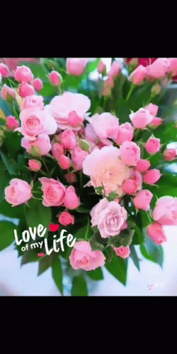 Love Of My Life Roses GIF - Love Of My Life Roses Flowers GIFs