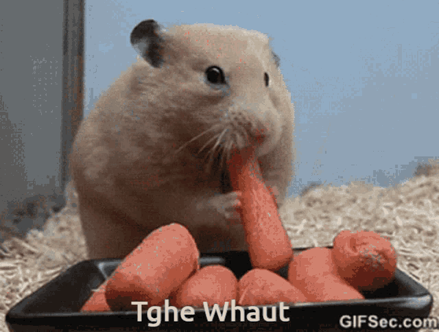 Tghe Whaut Hamsters GIF - Tghe Whaut Hamsters Chonk GIFs