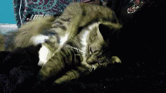 Cat Chat GIF - Cat Chat GIFs