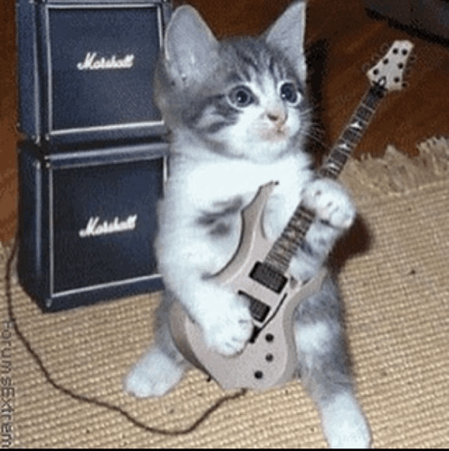 Cat Guitar GIF - Cat Guitar GIFs