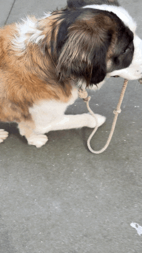 a brown and white dog laying on the ground with a leash around its neck