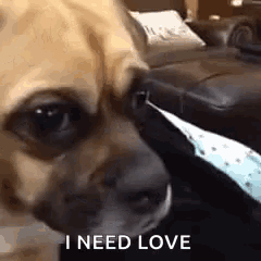 a close up of a dog 's face with the words `` i need love '' written in the corner .