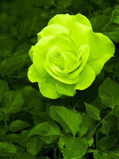 a green rose surrounded by green leaves with a dark background