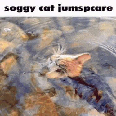 Soggy Cat Jumpscare Kitty GIF - Soggy Cat Jumpscare Cat Kitty GIFs